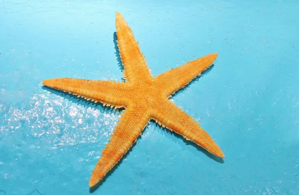Stella marina arancione contro sfondo blu acqua — Foto Stock