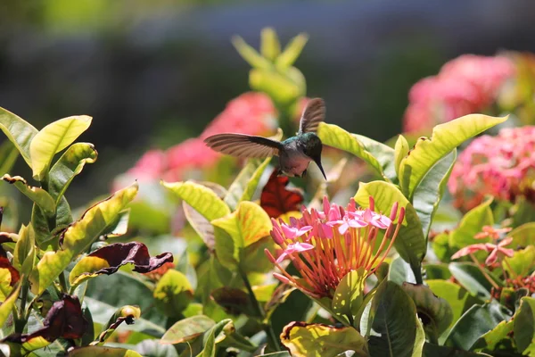 Kolibri Royaltyfria Stockfoton