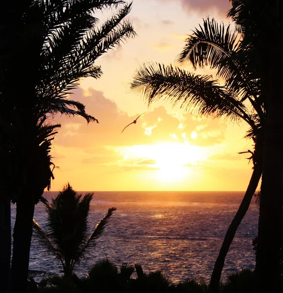 Tropical palm tree sunset — Stock Photo, Image
