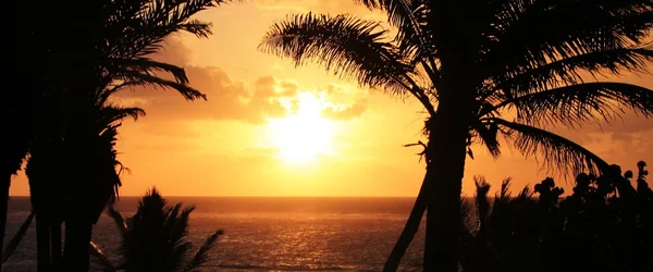 Tropical palm tree sunset — Stock Photo, Image