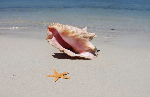Conch shell starfish on sand beach with waves — Stock Photo, Image