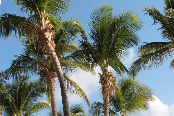 Palm trees in breeze — Stock Photo, Image