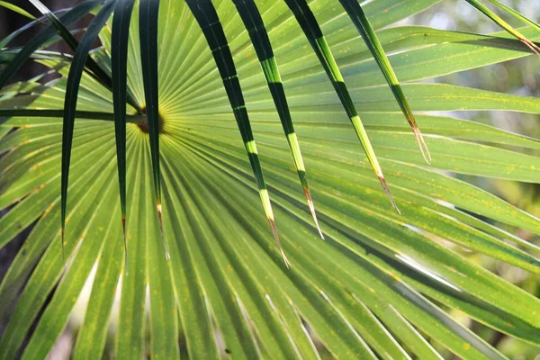 Close up of palm leaves