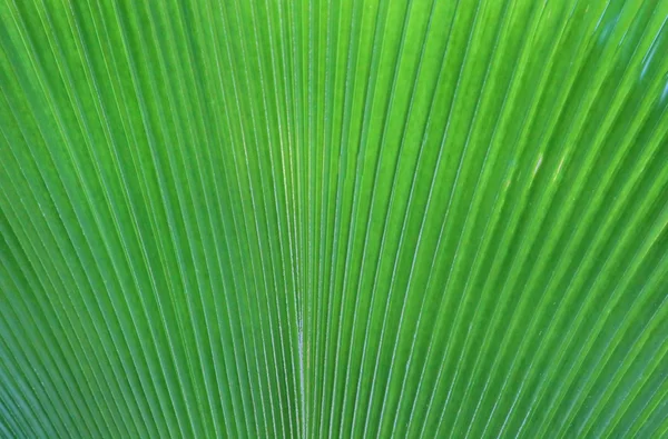 Sluiten van palmbladeren — Stockfoto