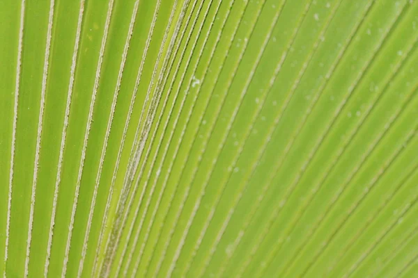 Close up de folhas de palma — Fotografia de Stock