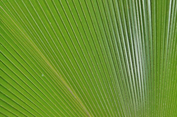 Close up de folhas de palma — Fotografia de Stock