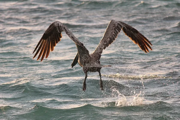 Flygande pelican — Stockfoto