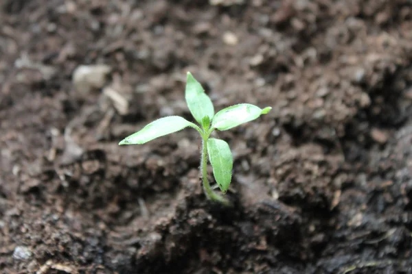 Dirt talaj felnövő új élet növekedési csemete — Stock Fotó
