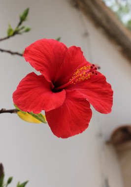 Hibiscus çiçek kırmızı