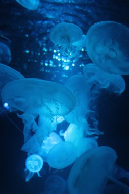 Denizanası (Aurelia Aurita) uçan daire jöle medusa Bioluminescence denizanası suyun altında yüzen moon
