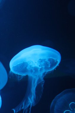 Denizanası (Aurelia Aurita) uçan daire jöle medusa Bioluminescence denizanası suyun altında yüzen moon