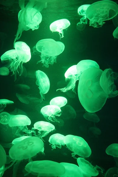 Medúza (Aurelia Aurita) csészealj zselés medusa Bioluminescence medúza víz alatti úszó Hold — Stock Fotó