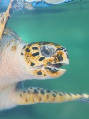 deniz kaplumbağası sualtı