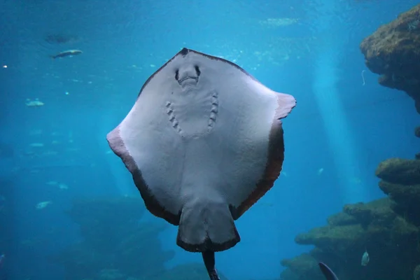 Stingray — Stock Photo, Image