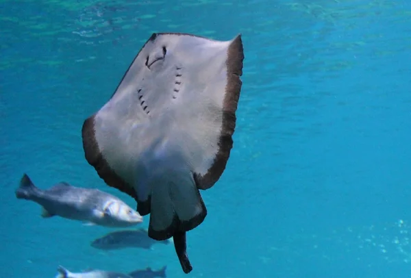 Stingray — Stok fotoğraf