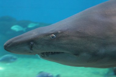 kum kaplan köpek balığı 