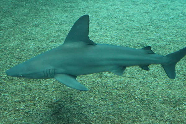Песчаная тигровая акула — стоковое фото