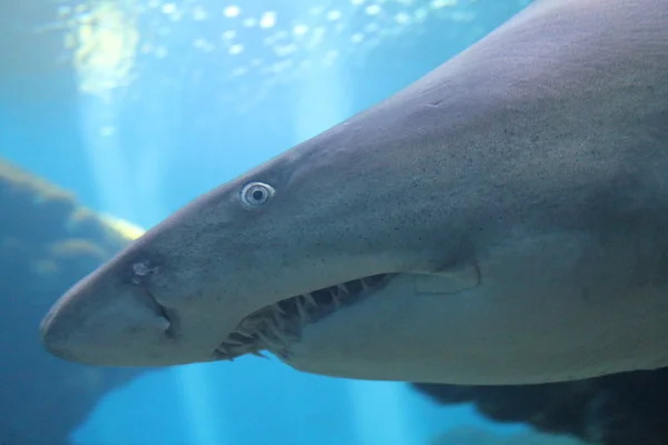 Песчаная тигровая акула — стоковое фото