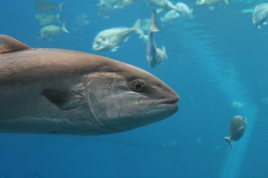 Ton balığı yüzer - Mavi yüzgeçli orkinos Thunnus thynnus sualtı yüzme