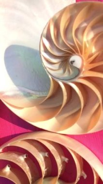 nautilus Shell Fibonacci video klibi altın oran sıralaması doğal arkaplan yarım dilim