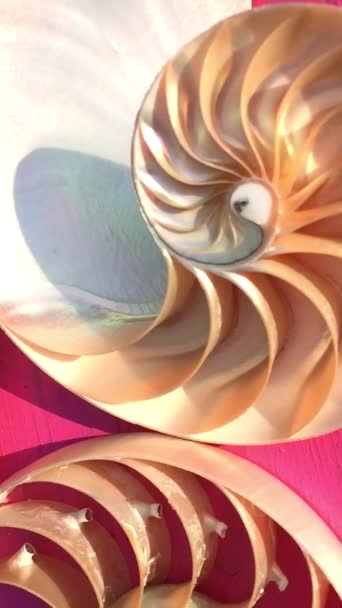 Material Concha Nautilus Imágenes Fibonacci Clip Vídeo Girando Número Proporción — Vídeo de stock