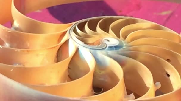 Material Concha Nautilus Imágenes Fibonacci Clip Vídeo Girando Número Proporción — Vídeos de Stock