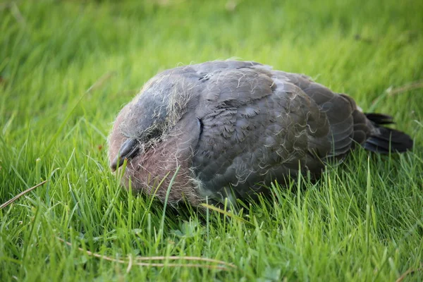 Wood Pigeon Baby Bird Fledgling Nestling Feathers Remaining Yellow Fluff — Stock Photo, Image