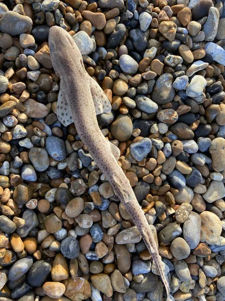 Küçük benekli kedi balığı (ayrıca kum köpek balığı olarak da bilinir), Scyliorhinidae familyasından bir köpekbalığı türü..