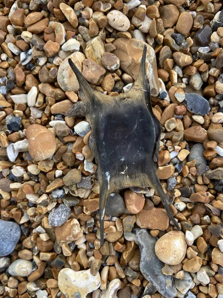 Benekli Işın 'ın boş yumurta kutusu yavaş gelişen embriyo çıktıktan sonra sık sık kıyıya vurur. Bunlara sıklıkla Denizkızı 'nın Cüzdanı deniyor..