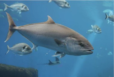 Mavi yüzgeçli ton balığı, Atlantik mavi yüzgeçli ton balığı (Thunnus tinus), kuzey mavi yüzgeçli ton balığı, dev mavi yüzgeçli ya da tunny - stok fotoğrafı, stok fotoğrafı, resim