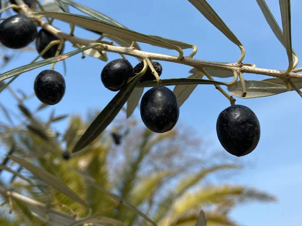 Maturare Olive Nere Sull Albero — Foto Stock