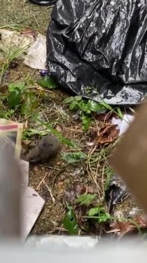 Sokaktaki çöplükte yiyecek arayan yavru sıçan.