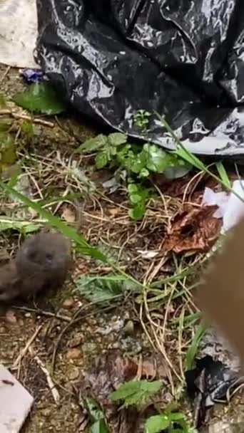 Rata Bebé Joven Basura Callejón Busca Comida — Vídeos de Stock