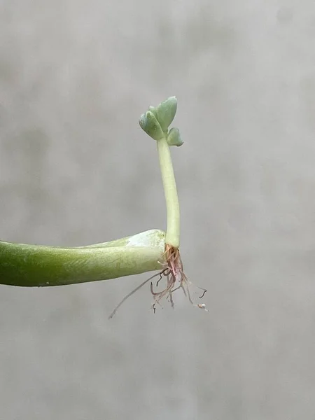 Детское Сочное Растение Корнями Прорастает Одного Суккулентного Листа Избирательным Фокусом — стоковое фото
