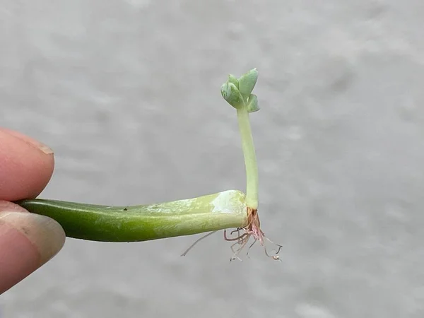 Pianta Succulenta Bambini Con Radici Germogliate Una Singola Foglia Succulenta — Foto Stock