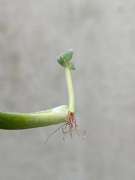 Csecsemő Zamatos Növény Amelynek Gyökerei Egyetlen Zamatos Levélből Nőnek Szelektív — Stock Fotó