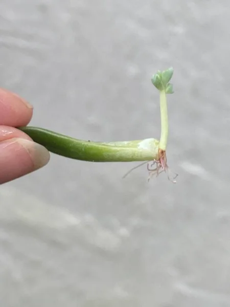 Bebê Planta Suculenta Com Raízes Brotam Uma Única Folha Suculenta — Fotografia de Stock