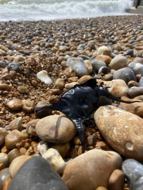 Benekli Işın 'ın boş yumurta kutusu yavaş gelişen embriyo çıktıktan sonra sık sık kıyıya vurur. Bunlara sıklıkla Denizkızı 'nın Cüzdanı deniyor..