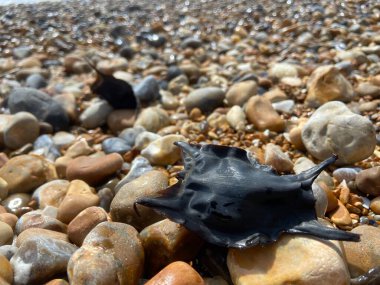 Benekli Işın 'ın boş yumurta kutusu yavaş gelişen embriyo çıktıktan sonra sık sık kıyıya vurur. Bunlara sıklıkla Denizkızı 'nın Cüzdanı deniyor..