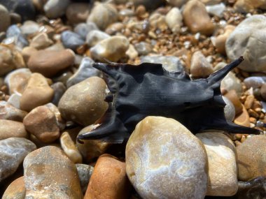 Benekli Işın 'ın boş yumurta kutusu yavaş gelişen embriyo çıktıktan sonra sık sık kıyıya vurur. Bunlara sıklıkla Denizkızı 'nın Cüzdanı deniyor..