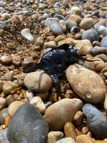 Empty Egg Case Spotted Ray Often Washed Ashore Slow Developing — Stock Photo, Image