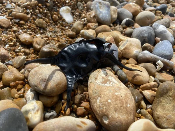 Empty Egg Case Spotted Ray Often Washed Ashore Slow Developing — Stock Photo, Image