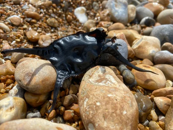 Benekli Işın 'ın boş yumurta kutusu yavaş gelişen embriyo çıktıktan sonra sık sık kıyıya vurur. Bunlara sıklıkla Denizkızı 'nın Cüzdanı deniyor..
