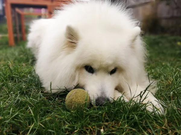 サモイド犬 自然公園内のサラブレッド犬 ペット クローズアップ動物をテーマに — ストック写真