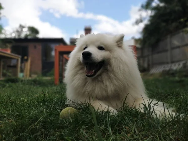 サモイド犬 自然公園内のサラブレッド犬 ペット クローズアップ動物をテーマに — ストック写真