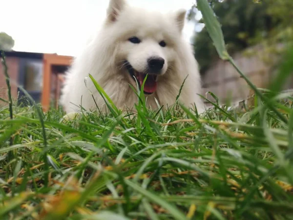 Samoyed Dog Fullblod Hund Naturpark Husdjur Närbild Djurens Teman — Stockfoto