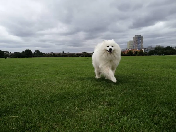 Samoyed Dog Rasowy Pies Parku Przyrody Zwierzęta Domowe Zbliżenie Tematy — Zdjęcie stockowe