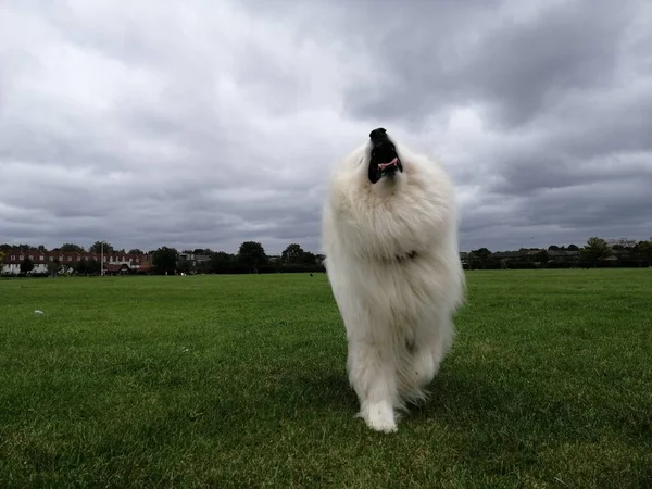 Σαμόιντ Ντογκ Καθαρόαιμο Σκυλί Ένα Φυσικό Πάρκο Κατοικίδια Κοντινό Πλάνο — Φωτογραφία Αρχείου