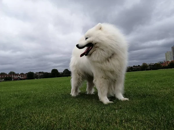 Samoyed Dog Rasowy Pies Parku Przyrody Zwierzęta Domowe Zbliżenie Tematy — Zdjęcie stockowe