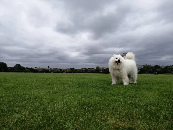 Cane Samoyed Cane Purosangue Parco Naturale Animali Primo Piano Temi — Foto Stock